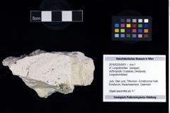 Foto (Objekt + Etikett) von cf. Longodromites  (NHMW-GEO-2016-0225-0001)